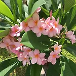 Araucaria וילה פרטיניצ'ו