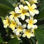 וילה Araucaria *