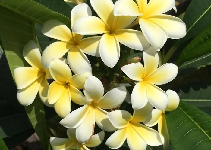 וילה Araucaria *